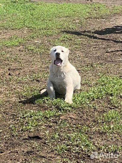 Продам щенка немецкой овчарки