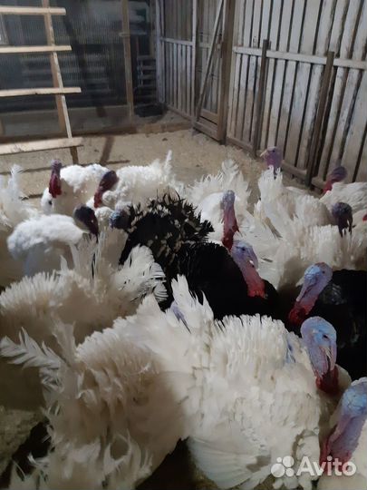 Утята,индюшата,гусята,перепела,несушки