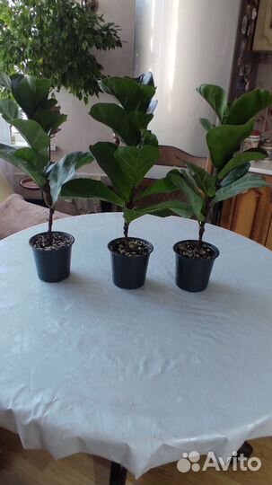 Фикус лирата