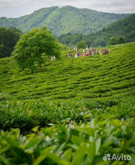 Парк слонов в Сочи