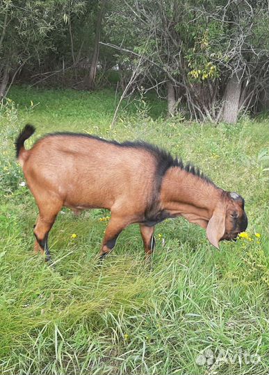 Англо-нубийские козочки и козлики