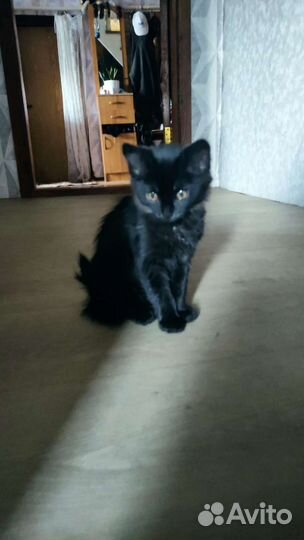 Котенок в дар бесплатно