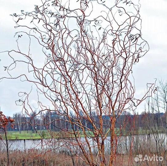 Гортензия, ива кудрявая, спирея