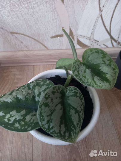 Сциндапсус пиктус треби