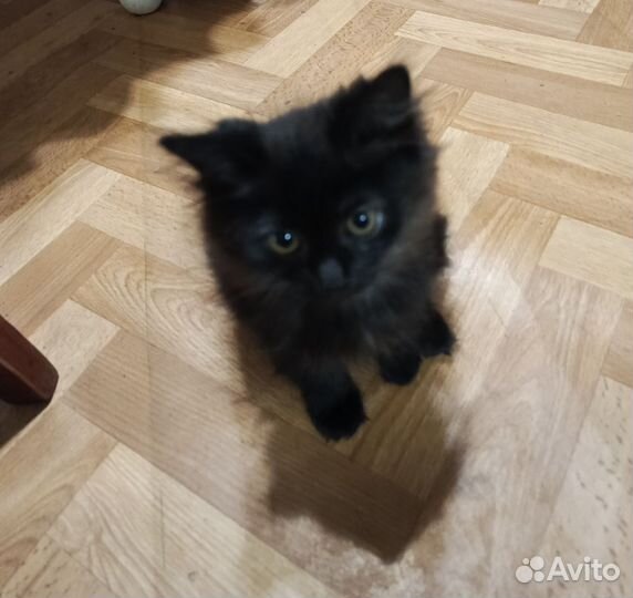 Котик в добрые руки