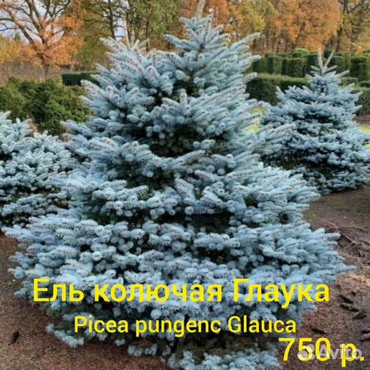 Ель голубая Глаука