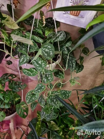 Эпипремнум золотистый (лат. Epipremnum aureum)