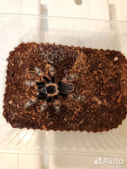 Паук птицеед