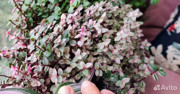 Каллизия Розовая Callisia repens Pink Panther