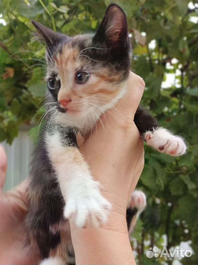 Трехцветный котенок принесет вам счастье