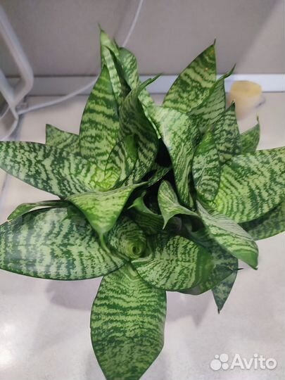 Сансевиерия ханни