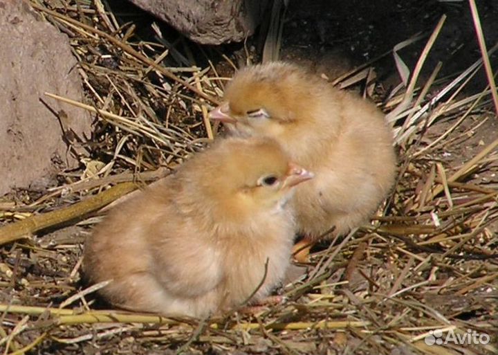 Домашняя птица