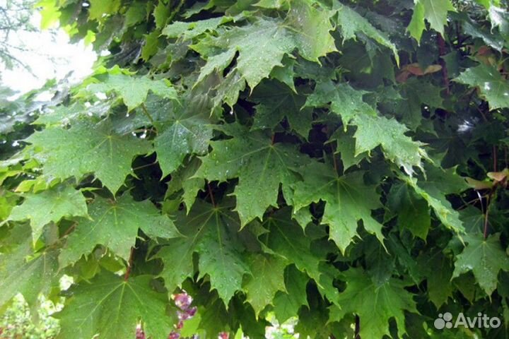 Клён Остролистный (Канадский)