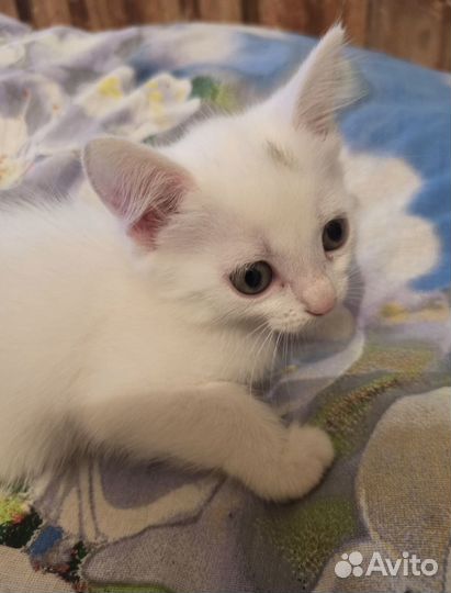 Очаровательный котенок
