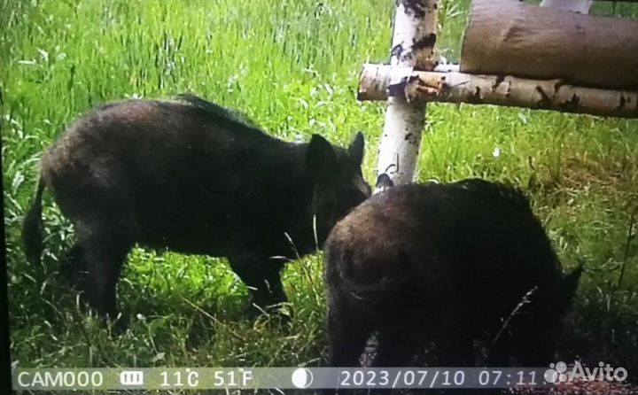 Приглашаю на охоту 100 км от Москвы