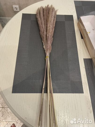 Сухоцветы камыш