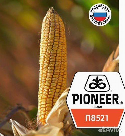 Гибриды кукурузы Пионер П7515