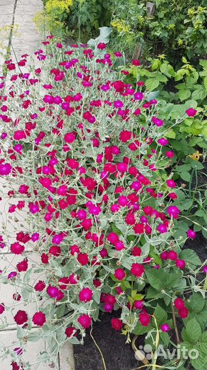 Лихнис корончатый, шалфей мускатный