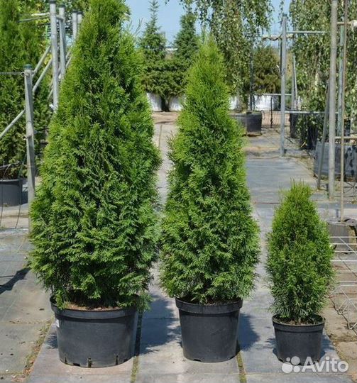 Туя Смарагд