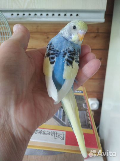 Птенчики волнистых попугайчиков