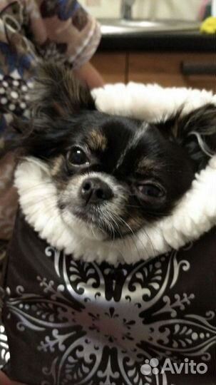 Сумка переноска зимняя для маленьких собачек