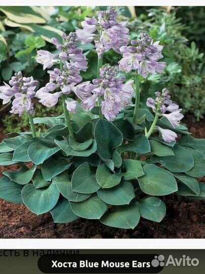 Хоста Мышиные ушки