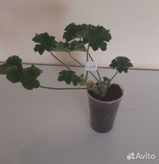 Герань пеларгония