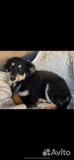 Щенок в добрые руки