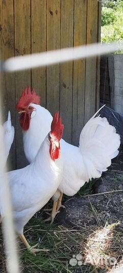 Инкубационное яйцо