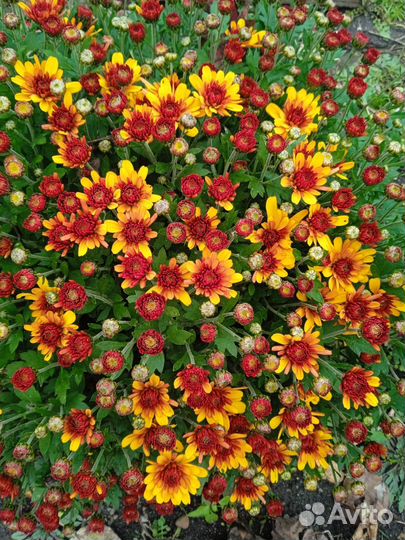 Хризантемы мультифлора