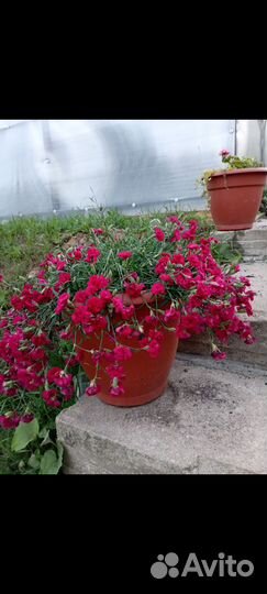 Гвоздика ампельная