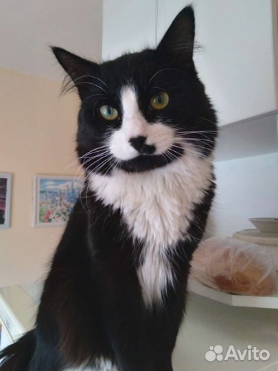 Кот для вязки