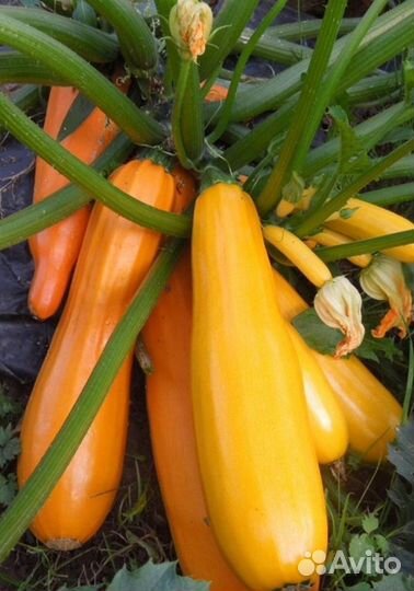 Рассада кабачки