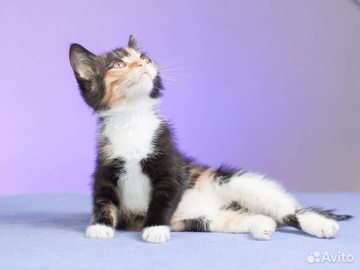 Кошечка Кира,2 мес в дар