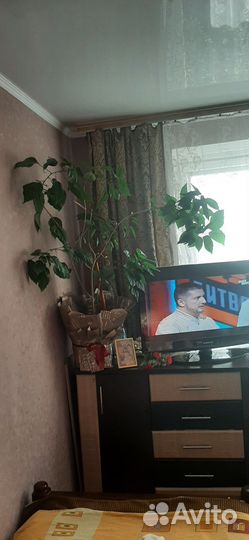 Китайская роза Гибискус