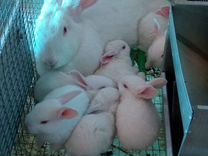 Кролики семья