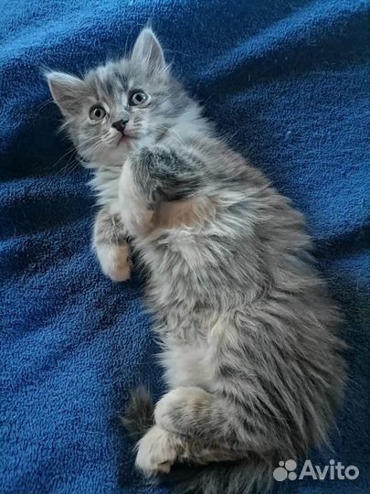 Отдам мышеловов котят в хорошие руки