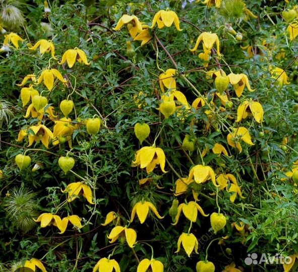 Клематис Радар любви
