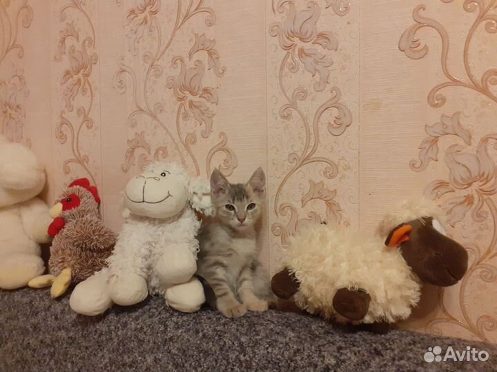 Котёнок