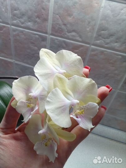 Орхидея фаленопсис