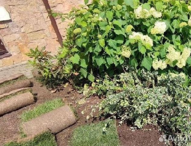 Лучший газон