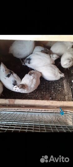 Техасский перепел