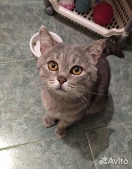 Котик в поисках счастья