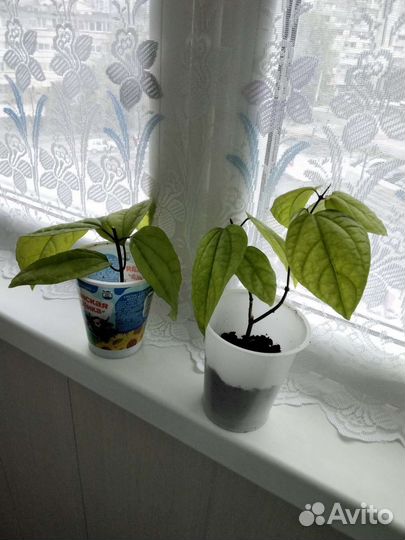 Клеродендрум мадам Томпсон