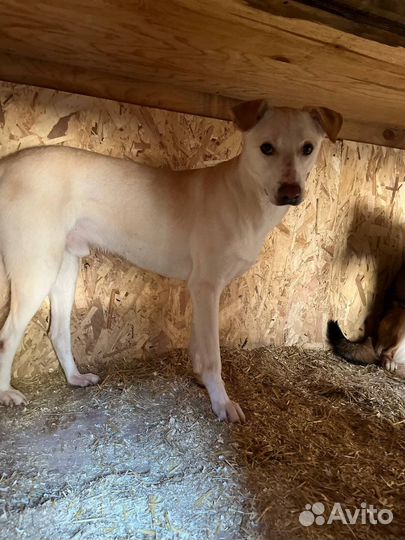 Собака Зефир ищет волонтеров в приют