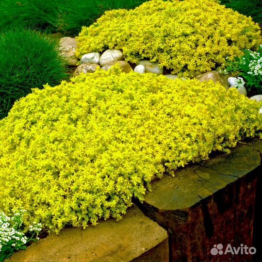 Очиток (Седум) едкий Yellow Queen Саженцы, Рассада