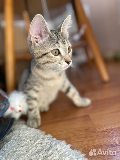 Котёнок полосатик в добрые руки