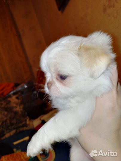Пекинес мини