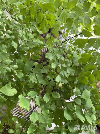 Растения Комнатные «отдам в хорошие руки»