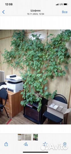 Фикус бенджамина большой